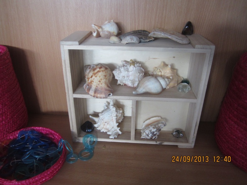 sea shells at Woodvale